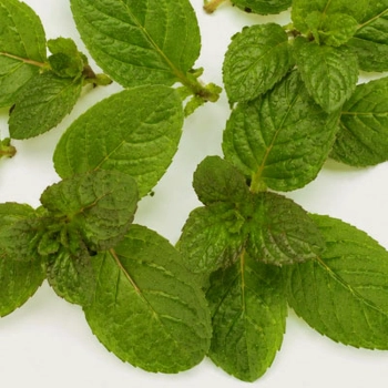 Balsamico