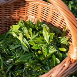 Assolo- tè verde italiano