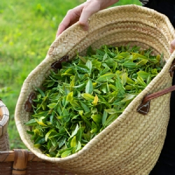 Aria- Miscela di tè verde italiano
